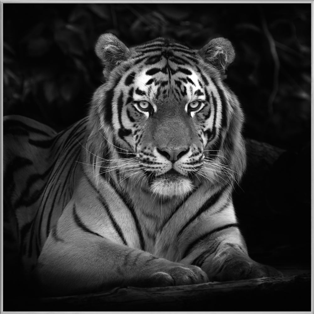 Picture &amp; Frame Imposing Tiger