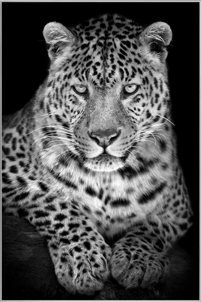 Picture &amp; Frame Leo