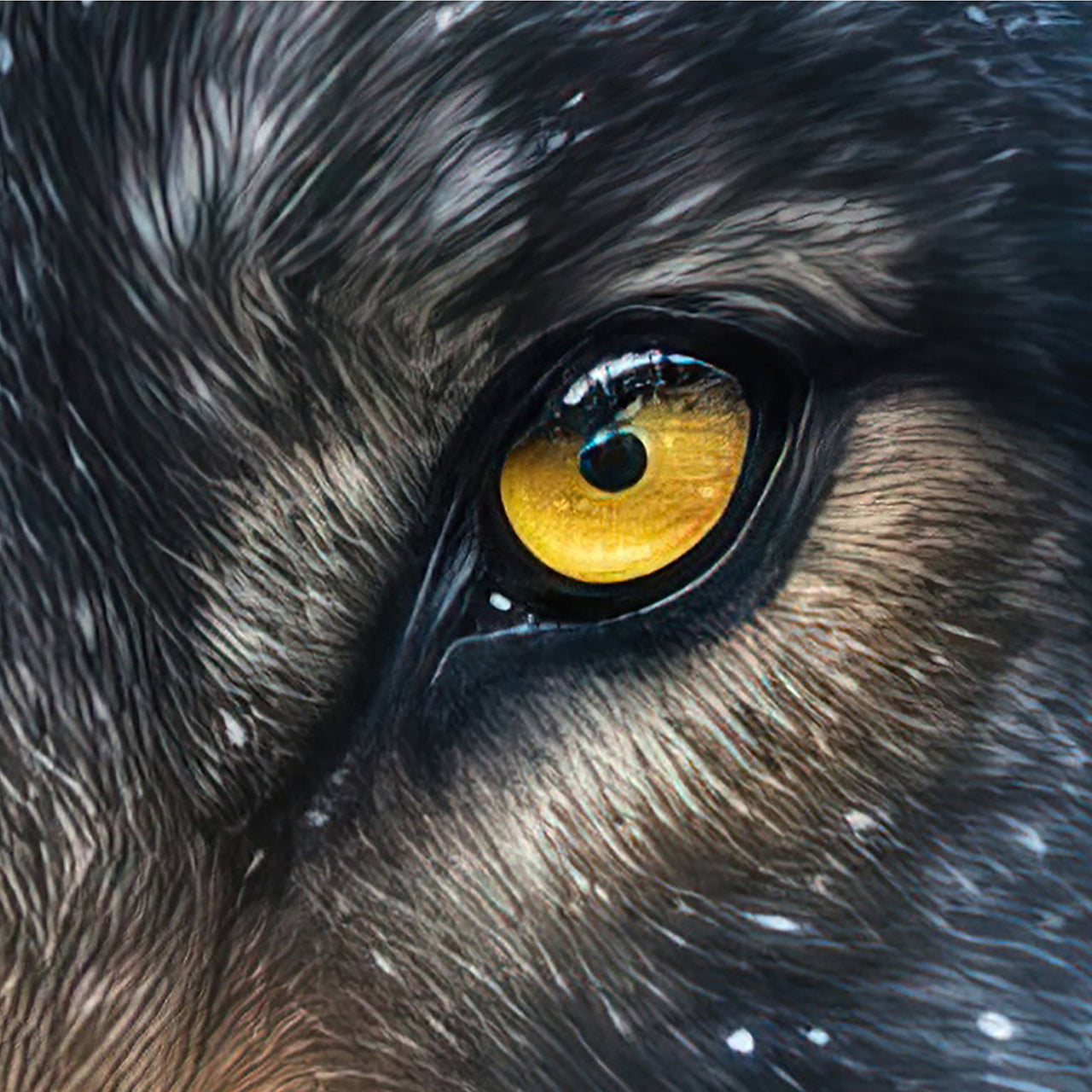 acrylic glass picture Mysterious Wolf