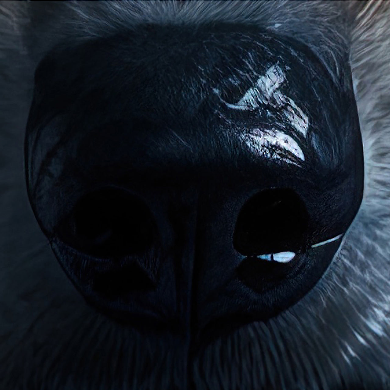 acrylic glass picture Mysterious Wolf