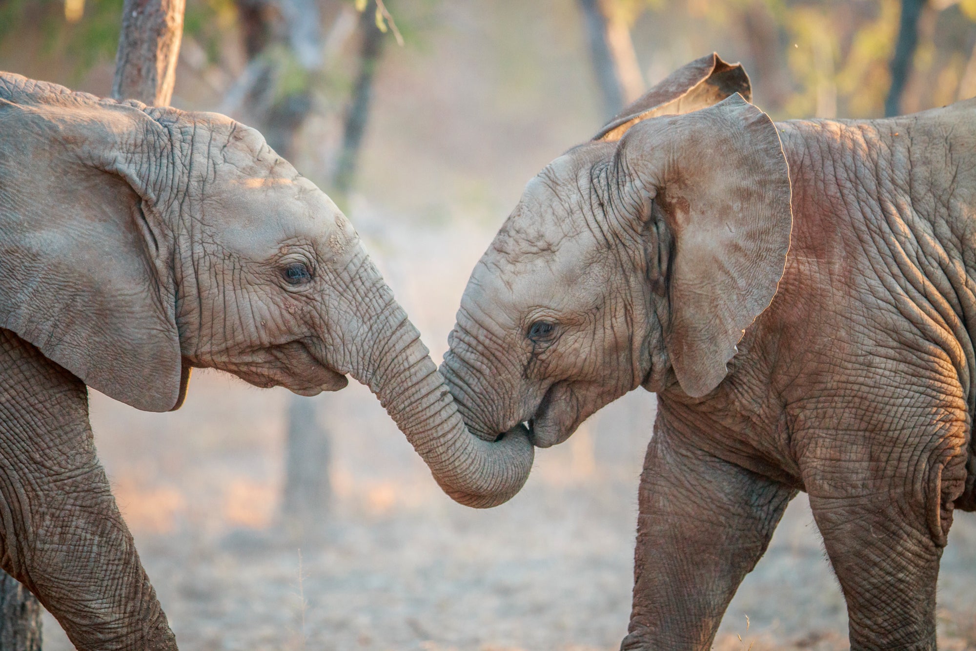 Impression sur toile 2 enfants éléphants jouant