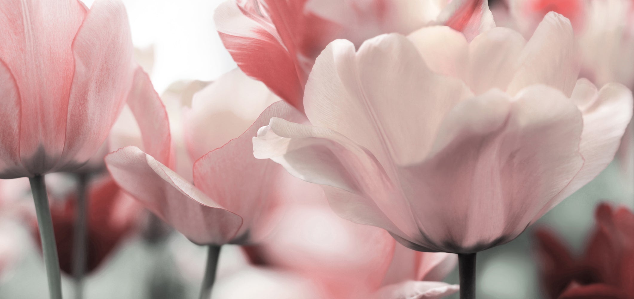 Impression sur toile fleurs en rose