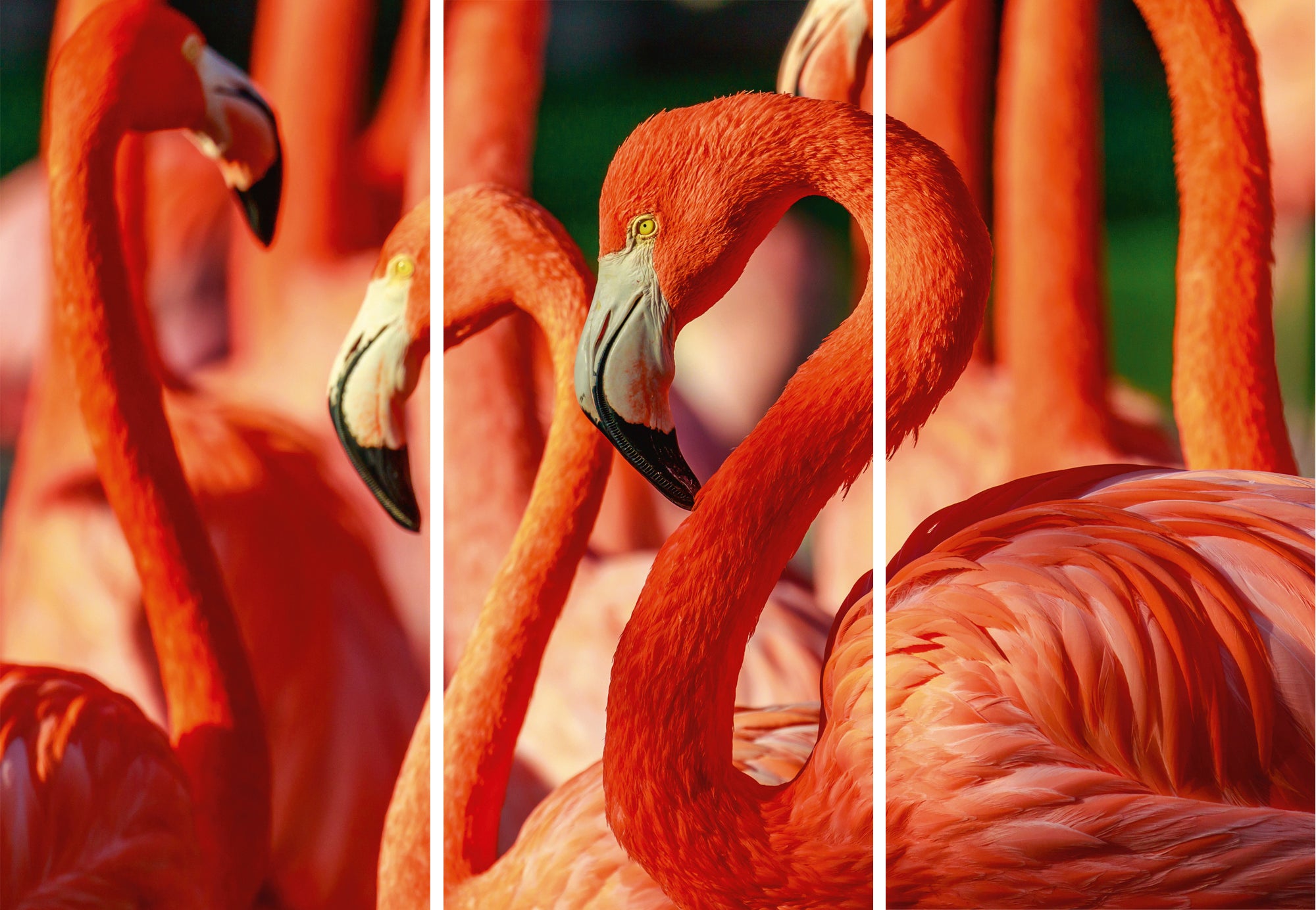 Impression sur toile Flamants roses