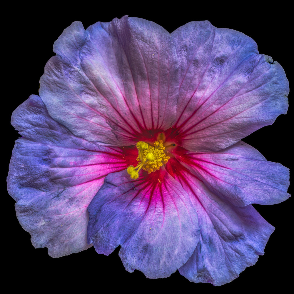Impression sur toile fleur d'hibiscus en bleu et rose