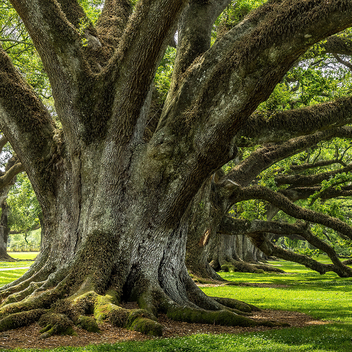 Canvas Print Baum der Ewigkeit