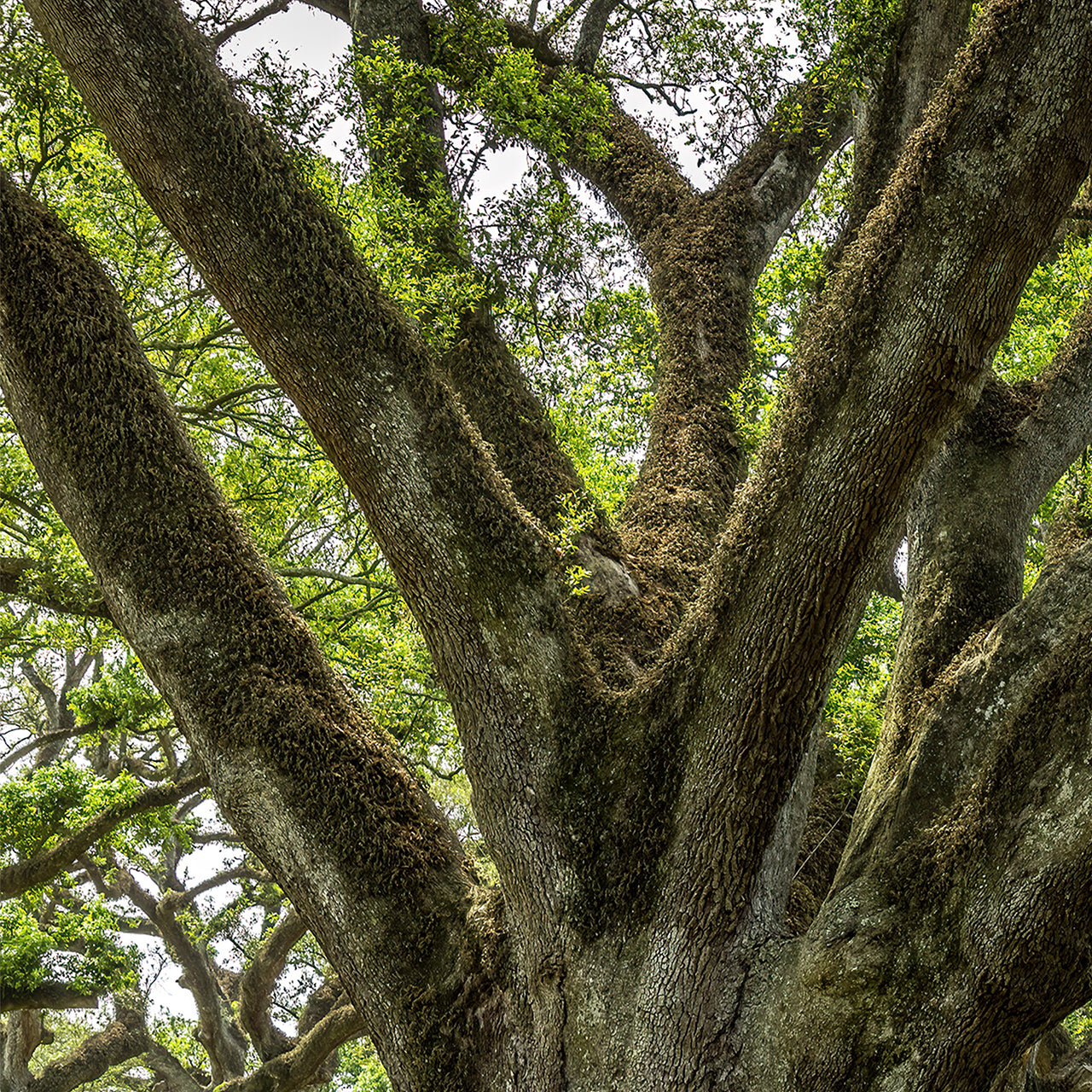 Canvas Print Baum der Ewigkeit