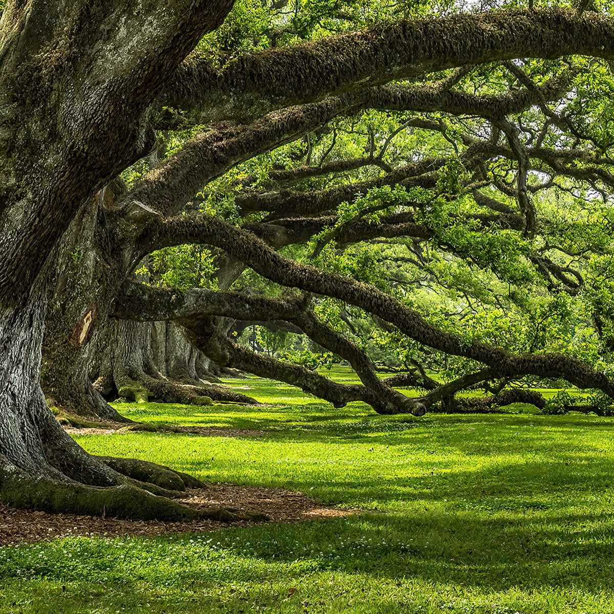 Canvas Print Baum der Ewigkeit