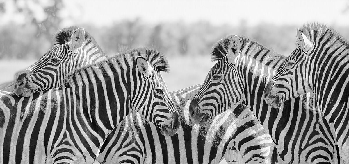 Butlferfinish Zebra-Muster der Savanne